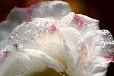 港＆日NSO服试玩同乐会 限时免费试玩《Coffee Talk》